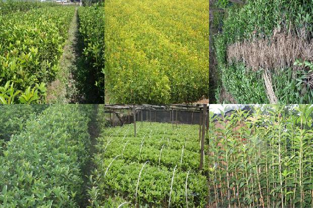 桂花树什么时候开花?什么季节修剪好1679793812644
