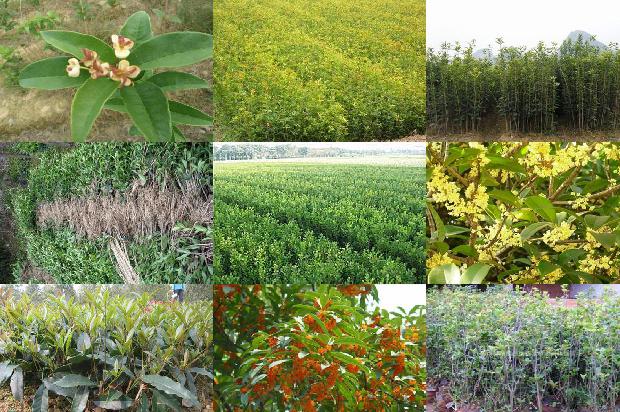 桂花树在什么时候开花?1679794048401