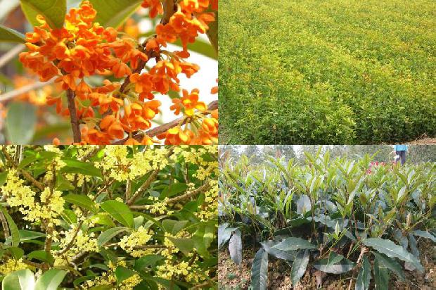 桂花树什么季节开花?1679794281151
