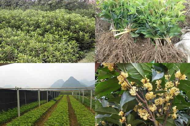 桂花树是什么季节开的?1679794429924