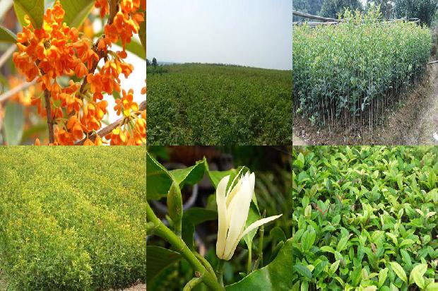 桂花树是什么季节开的?1679794430018