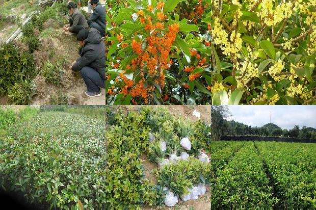 桂花树是什么时候开花1679794539652