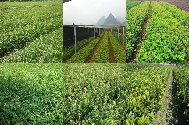 桂花树是在什么季节开花的植物1679794804367