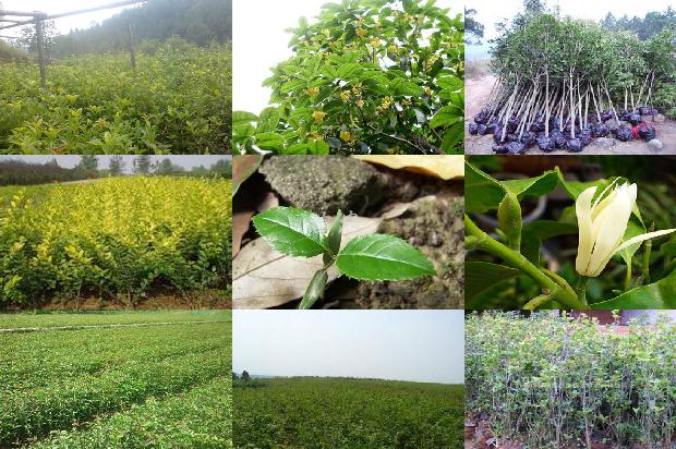 桂花树栽下去一般几年才开花1679795184561