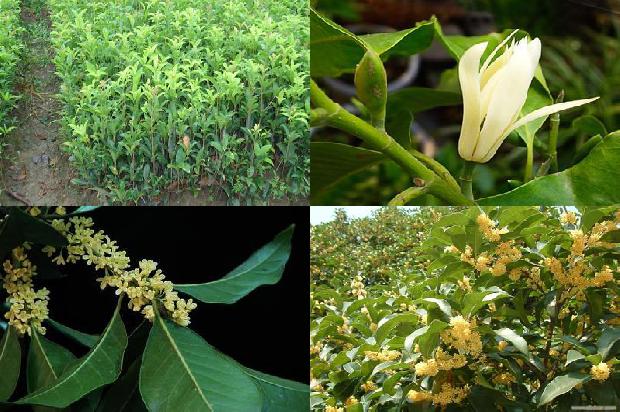 桂花树的样子笨笨的不像梅树那样有资格的近义词是什么1679795320270