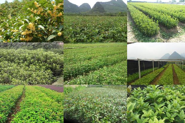 桂花树一年开花几次最好1688523458250