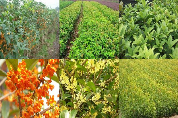 桂花乌龙茶喝了有啥好处1689467855831