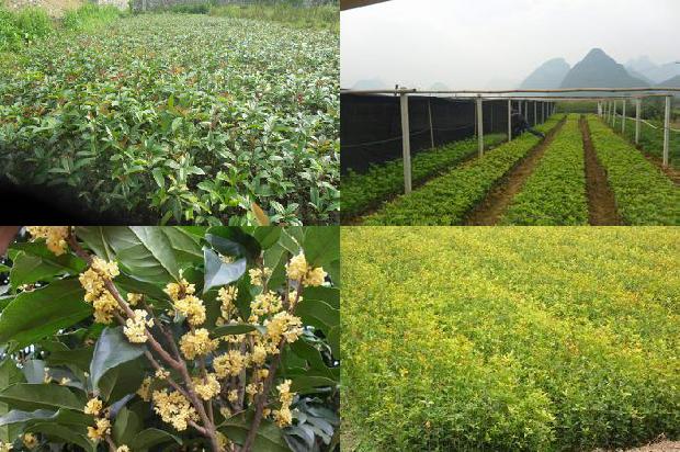 盆栽桂花怎么养让它花开得更多1679796039197