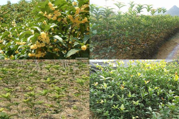 桂花树喜欢什么肥料1679796576000