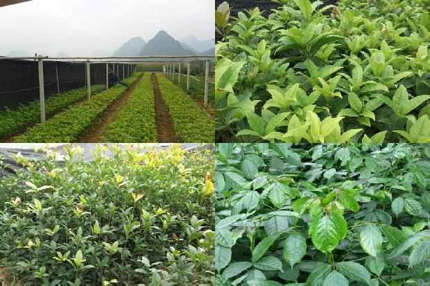 北方桂花树什么时候发芽1679796758046