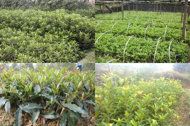 用桂花泡茶喝有什么好处1689467445487