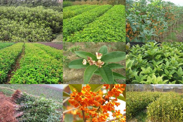 南方桂花树什么季节开花1679796845113