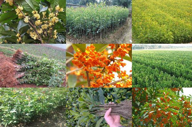 怎样让桂花树多开花多结果1679797768921