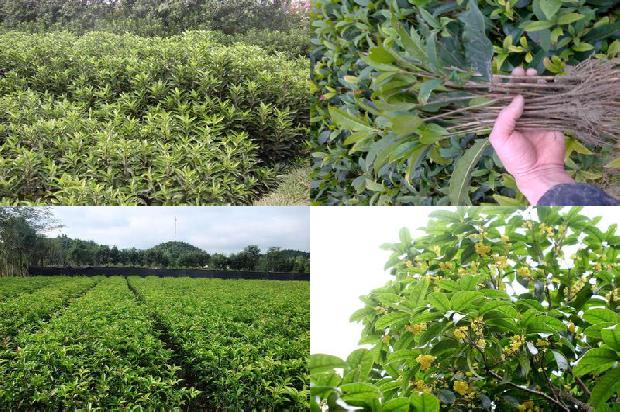 怎样让桂花树多开花呢1679797796683