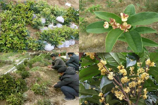 带果实的桂花树开花时间1688430286526