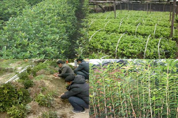 桂花树为何不开花1679798357231