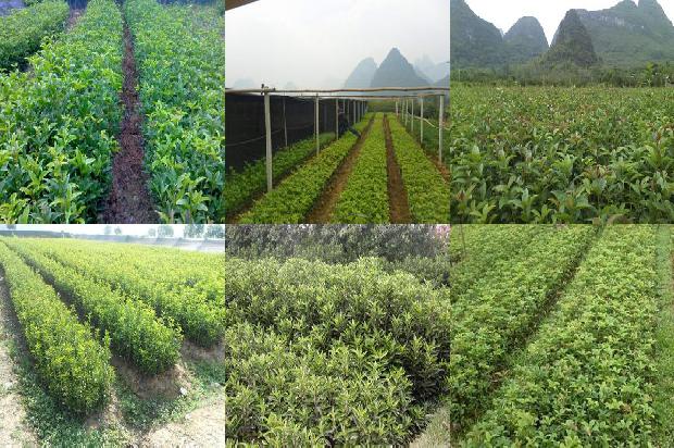 四季桂花在什么时候开1679799204019