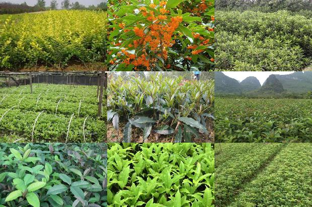 四季桂花属于观赏植物吗1679799228235