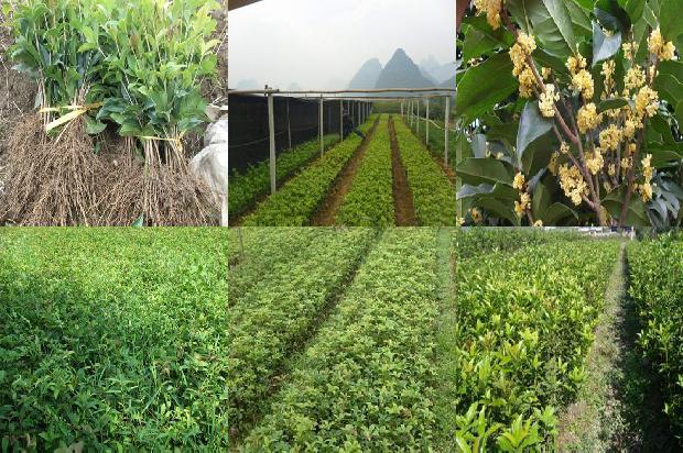 四季桂花属于观赏植物吗1679799228281