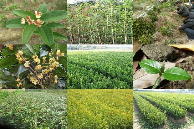 四季桂花花枯萎了怎么办1679799292293