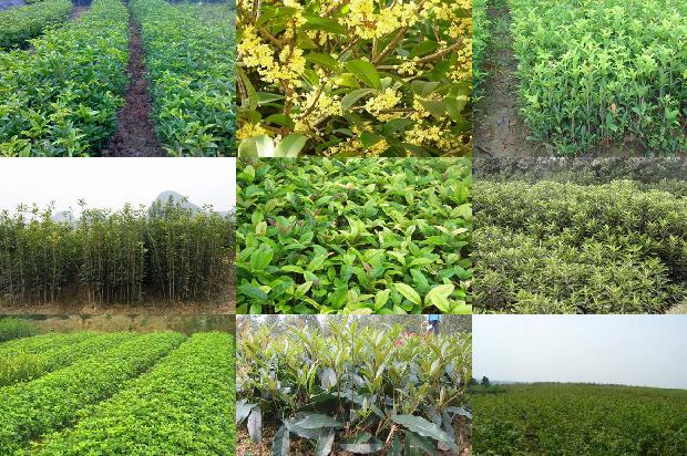 四季桂花是不是一年四季开花白色桂花一年开几次花1679799360561