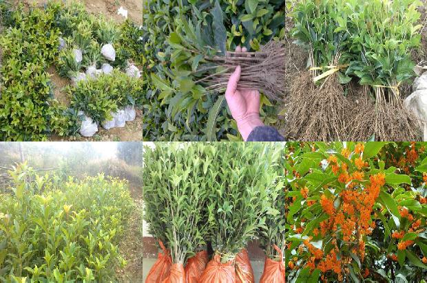 四季桂花是不是一年四季开花白色桂花一年开几次花1679799360609