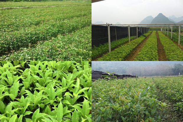 四季桂花都是什么时候开花1679799394958