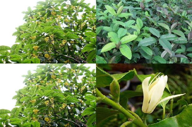 庭院栽什么桂花品种好1690418059939