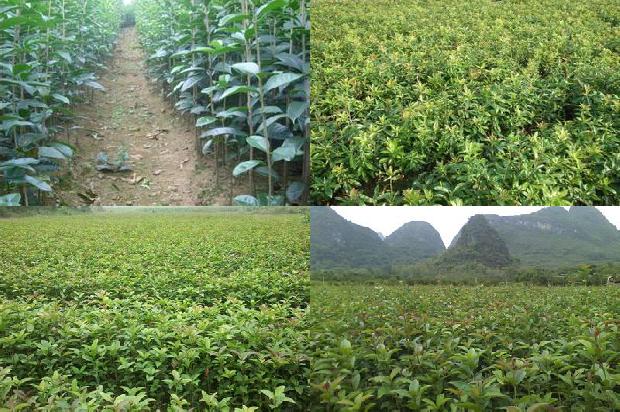 怎样让桂花树叶茂盛1679800028307