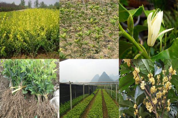 怎样让桂花树叶茂盛1679800028449