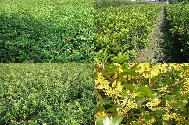 桂花什么季节种植最好1679875724716