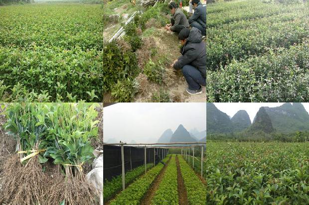 桂花什么季节开放的标准答案1679876125304