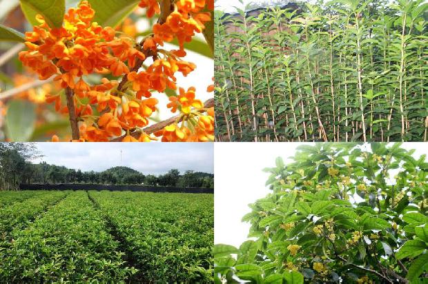 什么的桂花树填形容词1679877656861