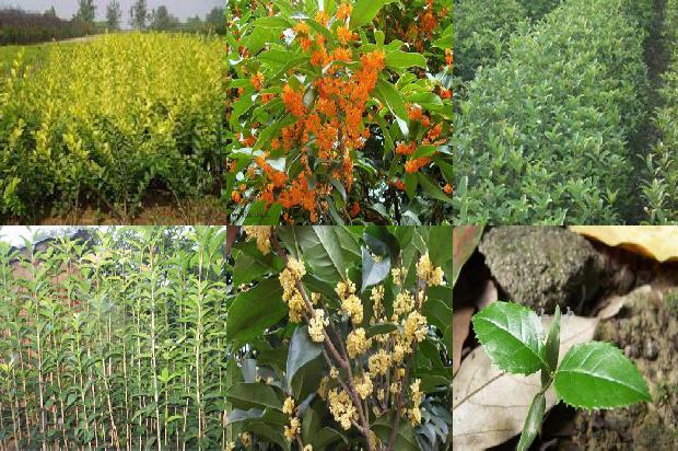 桂花除了做桂花糕还可以做什么1679880082879