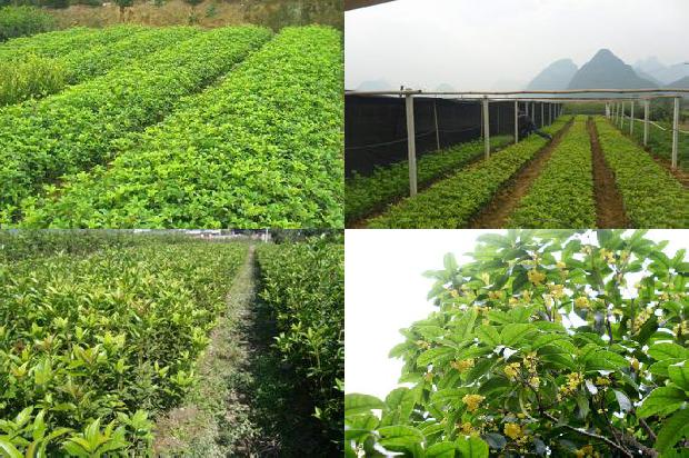 糖桂花可以做什么吃的1679881427849