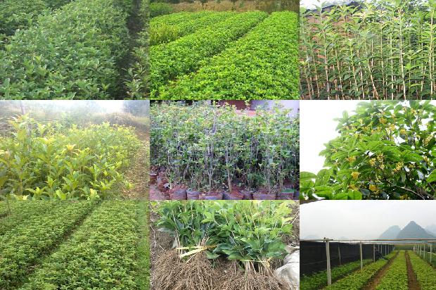 金桂花茶叶1679883131993