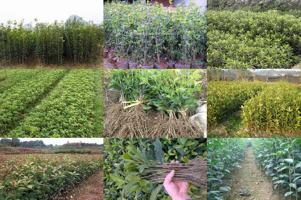 朱砂桂花树最低温度是多少度呢1679884605450