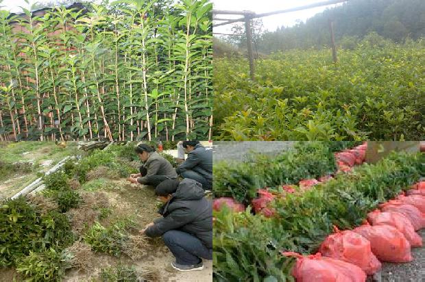 什么桂花树的品种最贵1679884777618