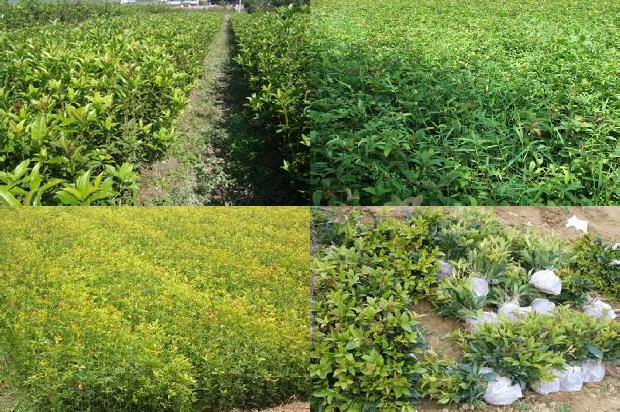 桂花树哪个品种适合北方种植呢1679884999282