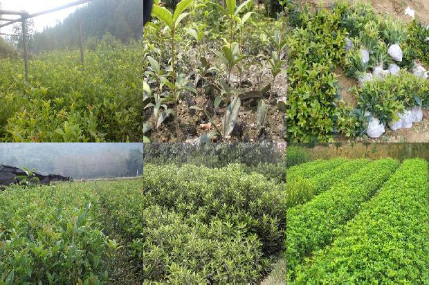 桂花树哪个品种适合北方种植呢1679884999330