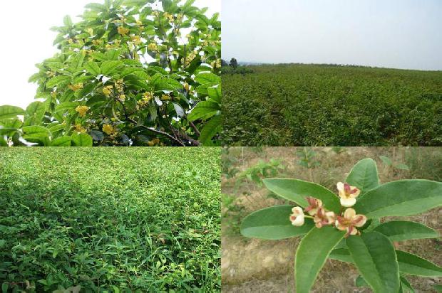 北方适合种植什么品种的桂花树1679885032346