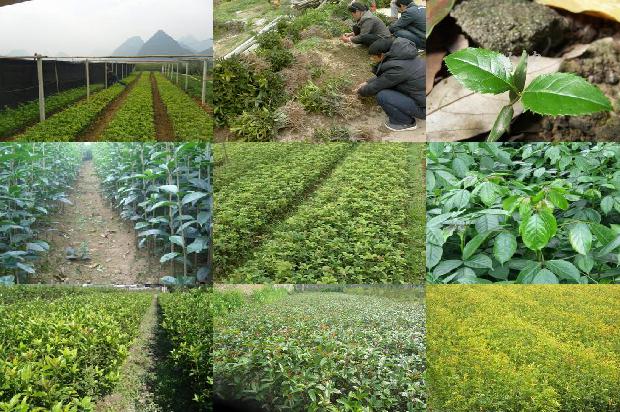 桂花树的叶子有什么特点和作用1679885545511 桂花树的叶子有什么特点和作用1679885545511