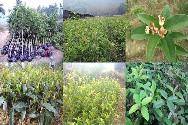 桂花树的叶子有什么特点和作用1679885545559 桂花树的叶子有什么特点和作用1679885545559