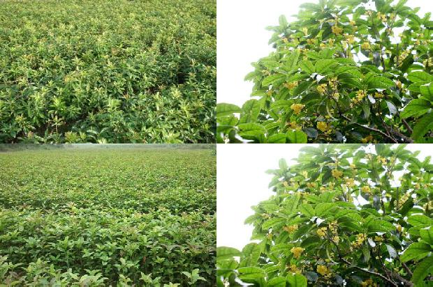 桂花树的叶子有什么特点和作用1679885545607 桂花树的叶子有什么特点和作用1679885545607