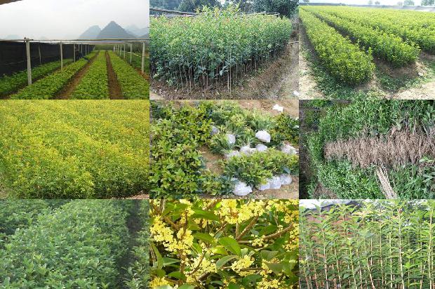 桂花树的叶子有什么特点和作用1679885545654 桂花树的叶子有什么特点和作用1679885545654