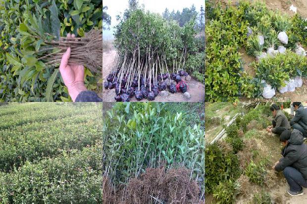 桂花树的叶子是什么样的1679885574019 桂花树的叶子是什么样的1679885574019