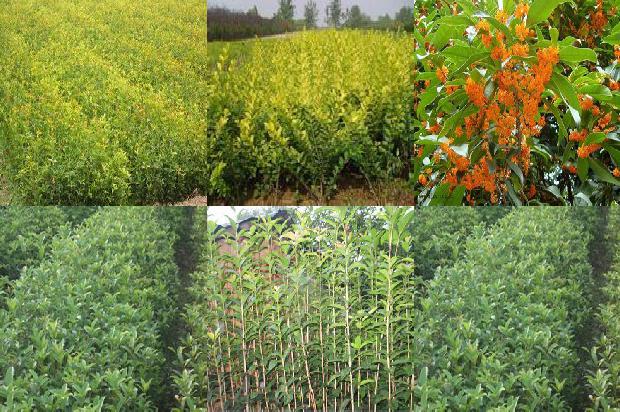 四川桂花树苗价格表最新消息1690591266768