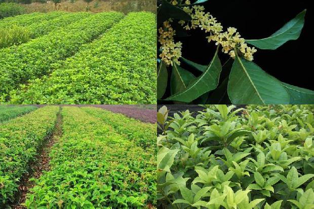桂花树什么时候开花1679885964609