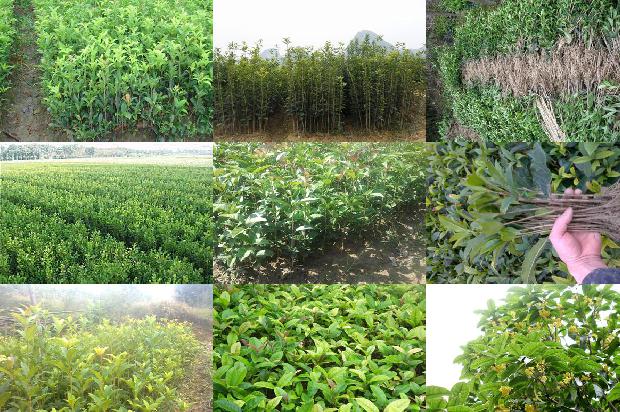 桂花乌龙茶的功效与作用1679886031647