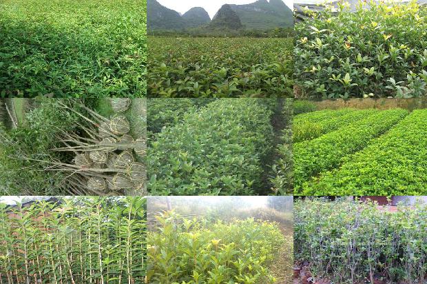 桂花乌龙茶的功效与作用1679886031695